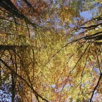 Reforestación Y Renovables, Vías Preferidas Para Neutralizar Emisiones De CO2